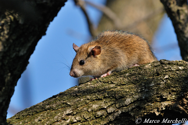 Ratto rattus (probabile forma alexandrinus)